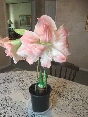 Ruth s flowers; Home Canandaigua, NY